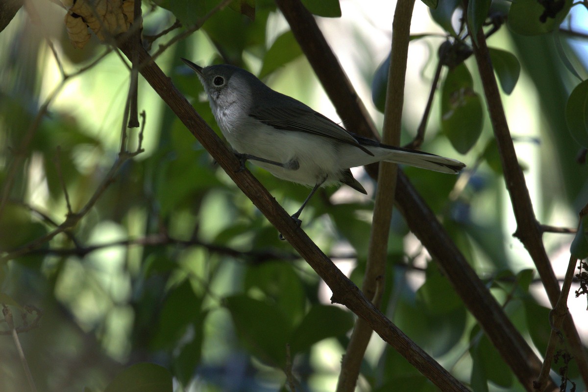 ブユムシクイ - ML643617436