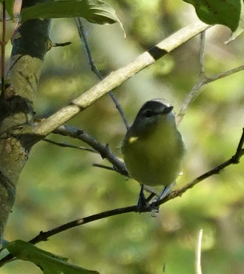 Philadelphia Vireo - ML643617438