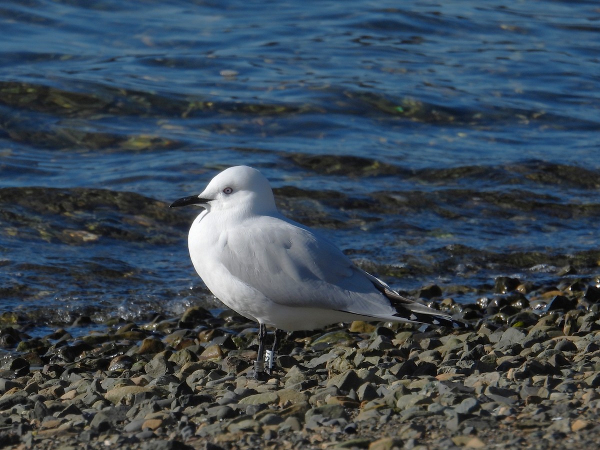 Black-billed Gull - ML643617440