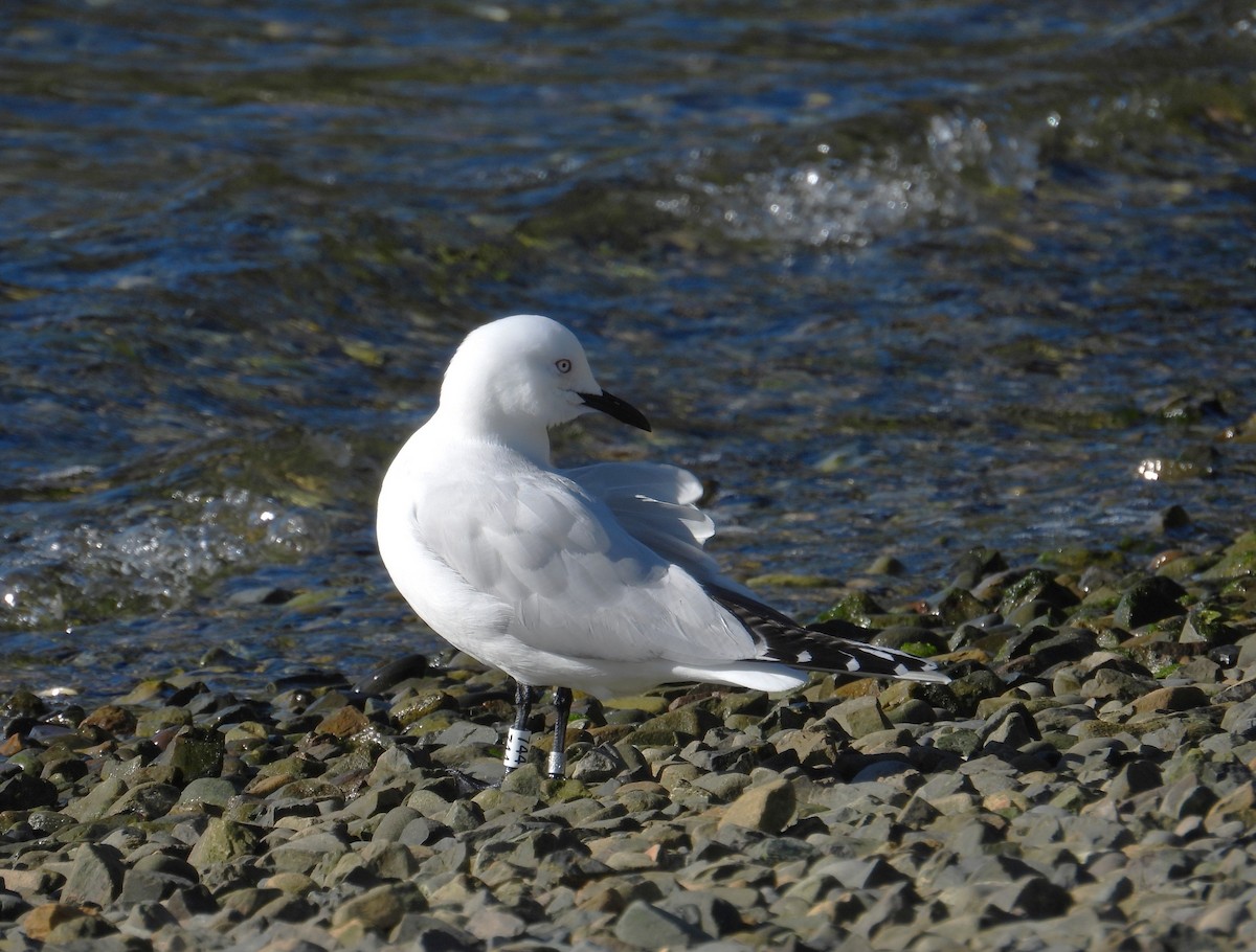Black-billed Gull - ML643617441