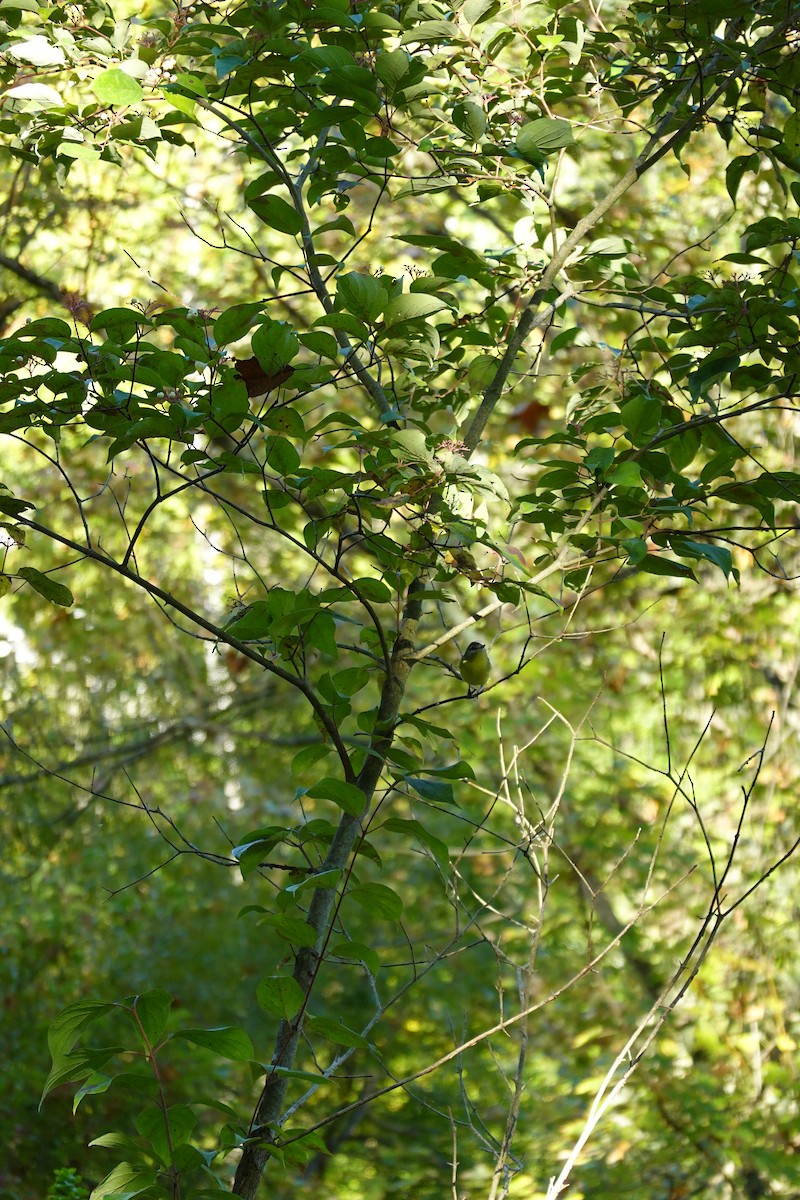 Philadelphia Vireo - ML643617448