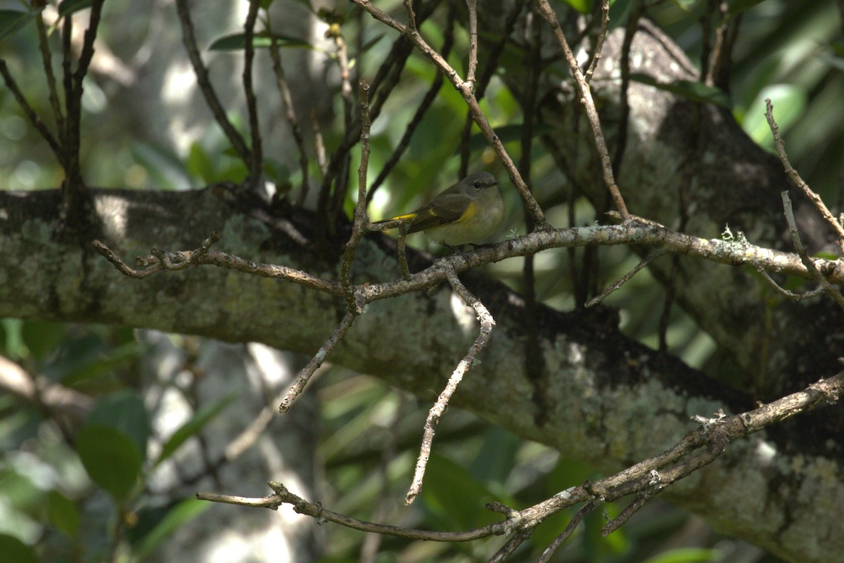 ハゴロモムシクイ - ML643617471