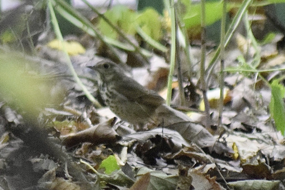 Tordo di Pallas - ML643617473