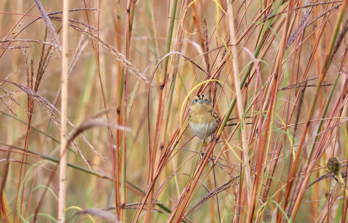 LeConte's Sparrow - ML643617475