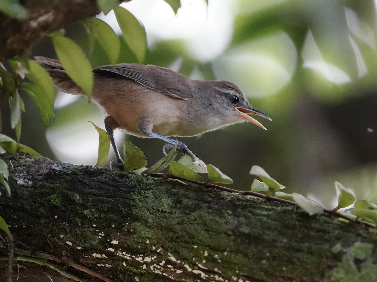 Buff-breasted Wren - ML643617486