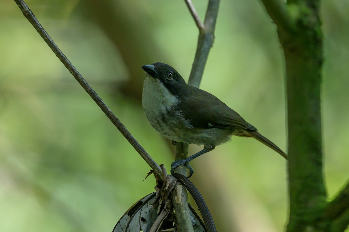 Puerto Rican Tanager - ML643617488