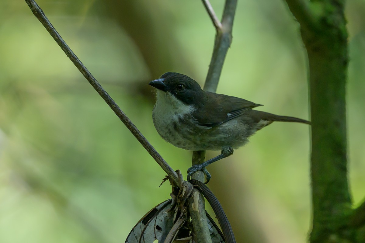 Puerto Rican Tanager - ML643617489