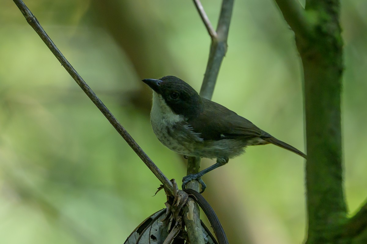 Puerto Rican Tanager - ML643617490