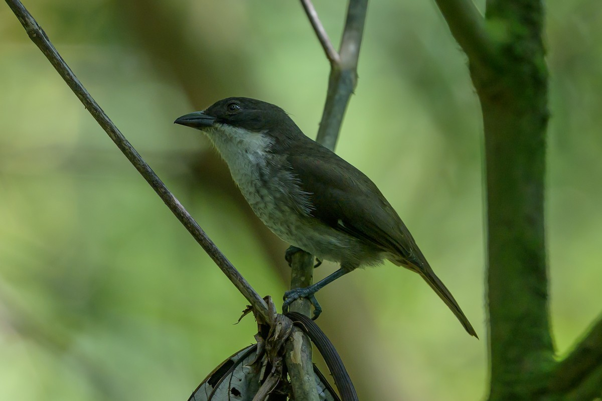 Puerto Rican Tanager - ML643617491
