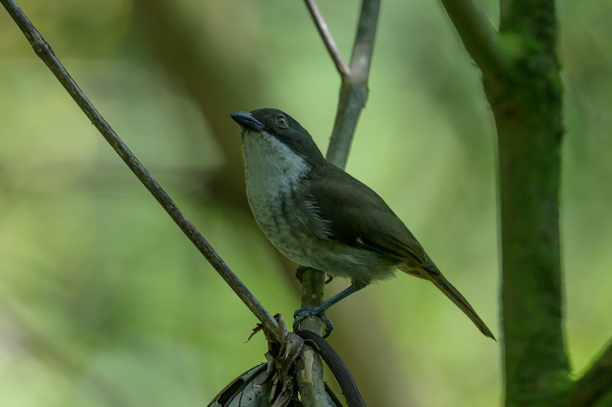 Puerto Rican Tanager - ML643617492