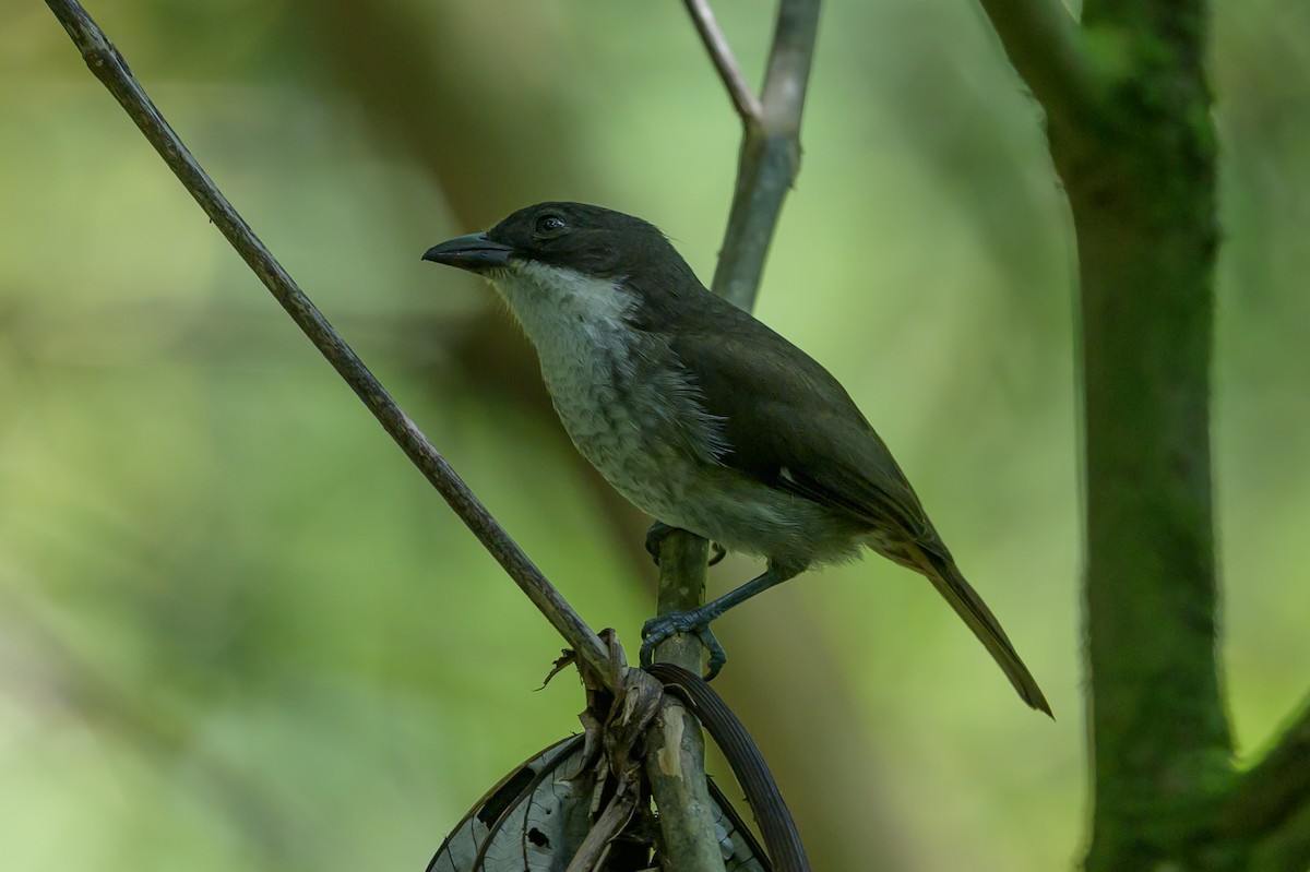 Puerto Rican Tanager - ML643617493