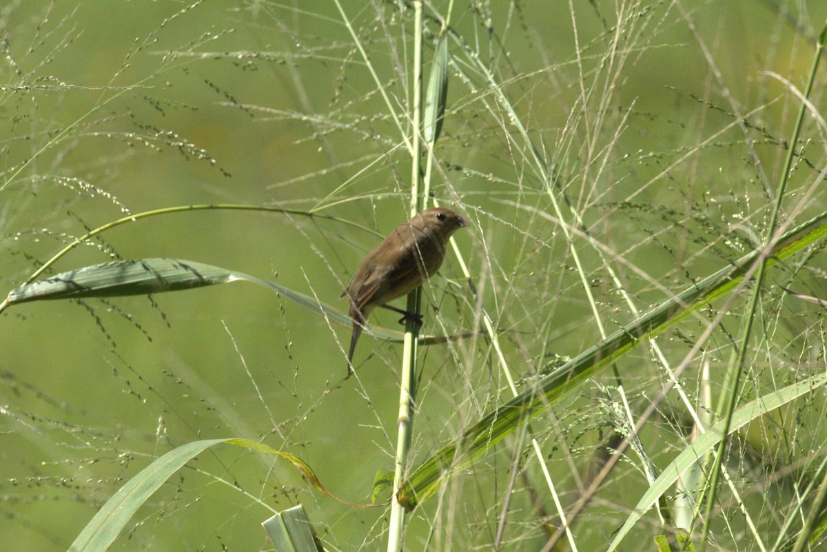 ルリノジコ - ML643617495