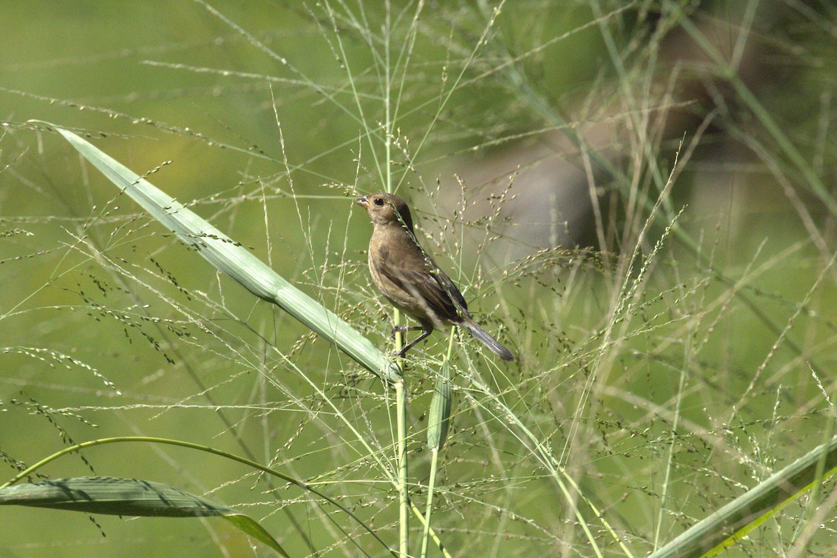 ルリノジコ - ML643617513