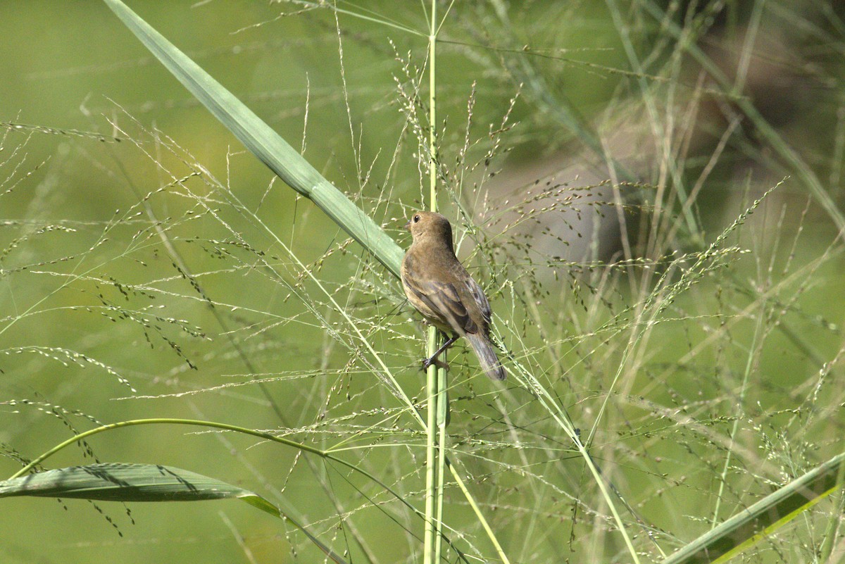 ルリノジコ - ML643617514