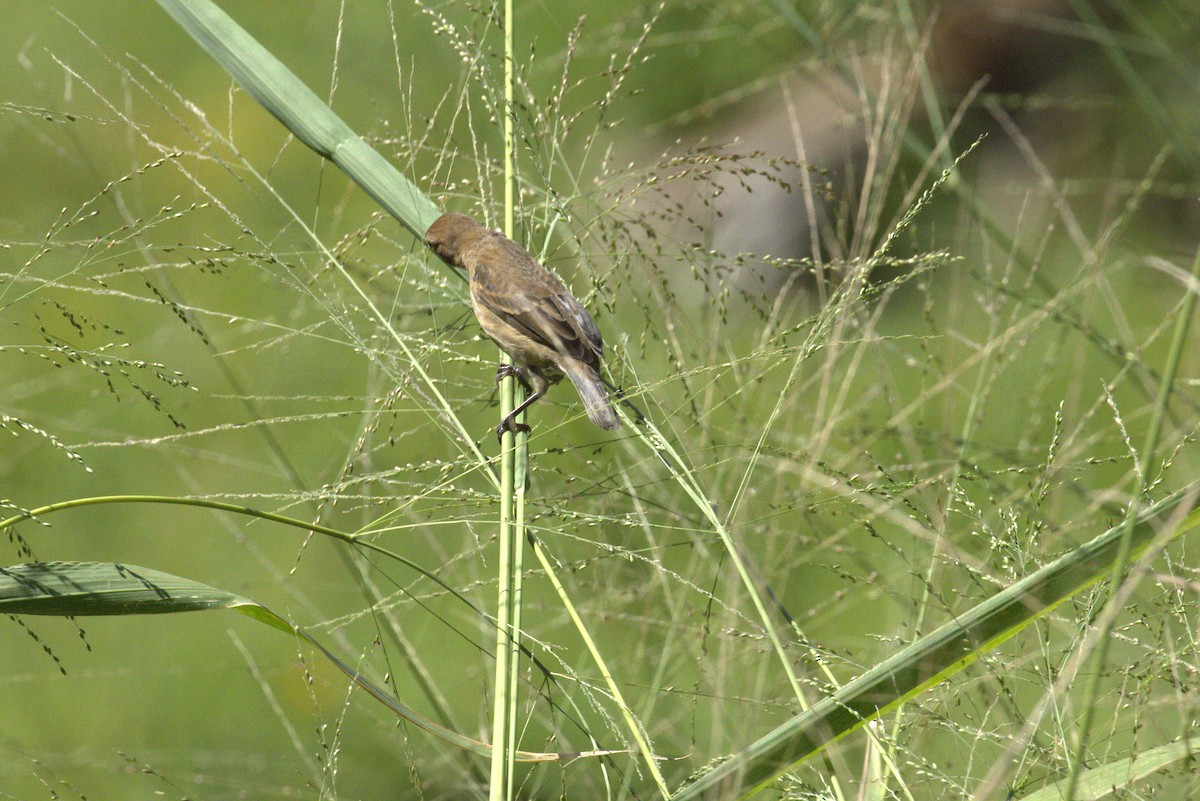 ルリノジコ - ML643617515