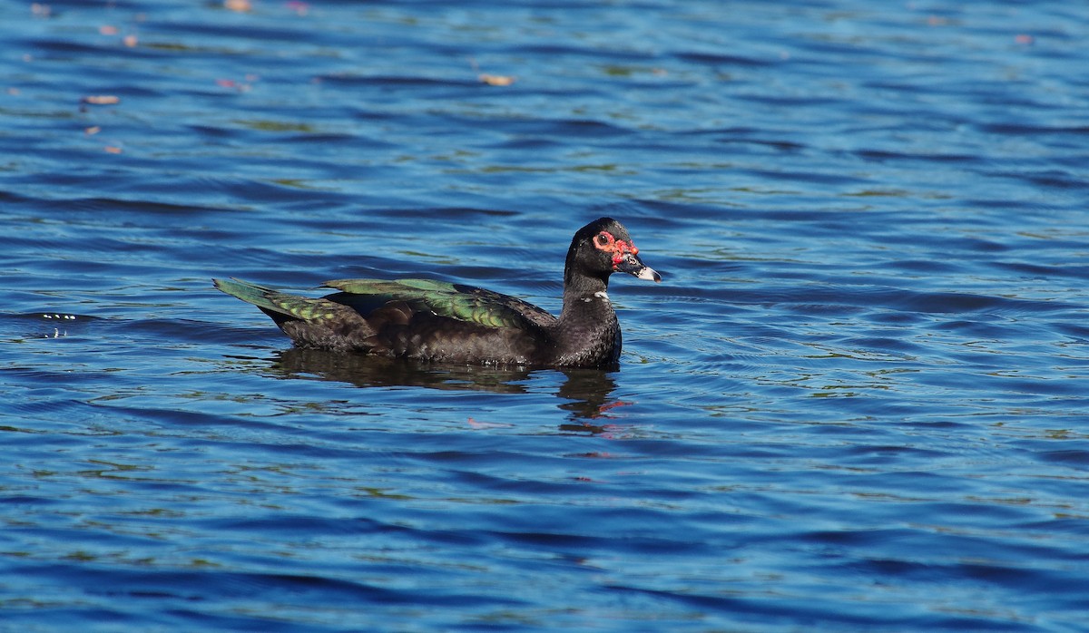 Muscovy Duck (Domestic type) - ML643617520