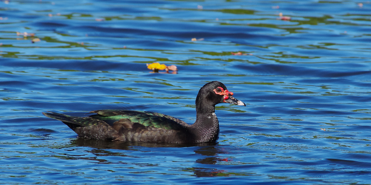 Muscovy Duck (Domestic type) - ML643617521