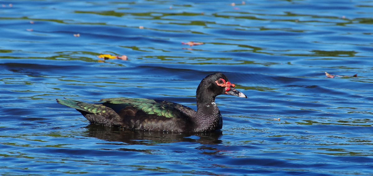 Muscovy Duck (Domestic type) - ML643617522