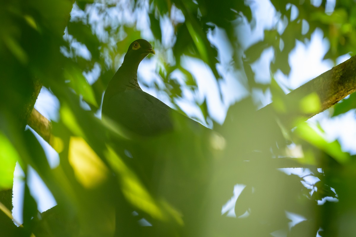Pigeon à cou rouge - ML643617527