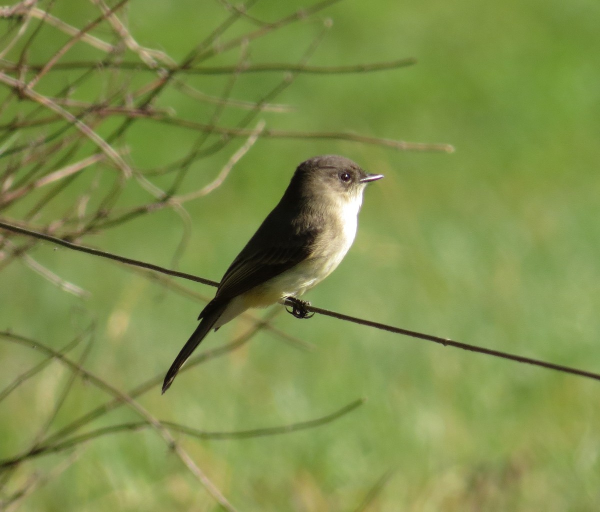 Eastern Phoebe - ML643617531