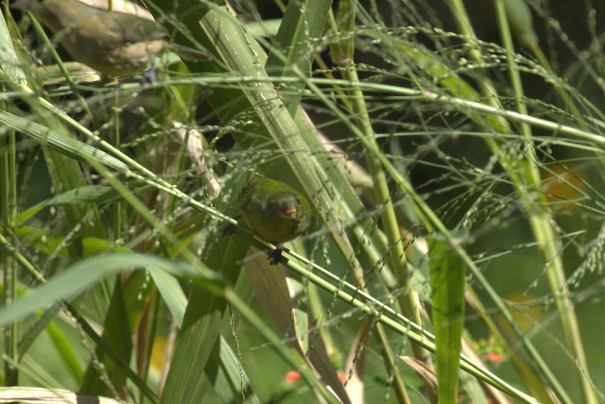 ゴシキノジコ - ML643617538