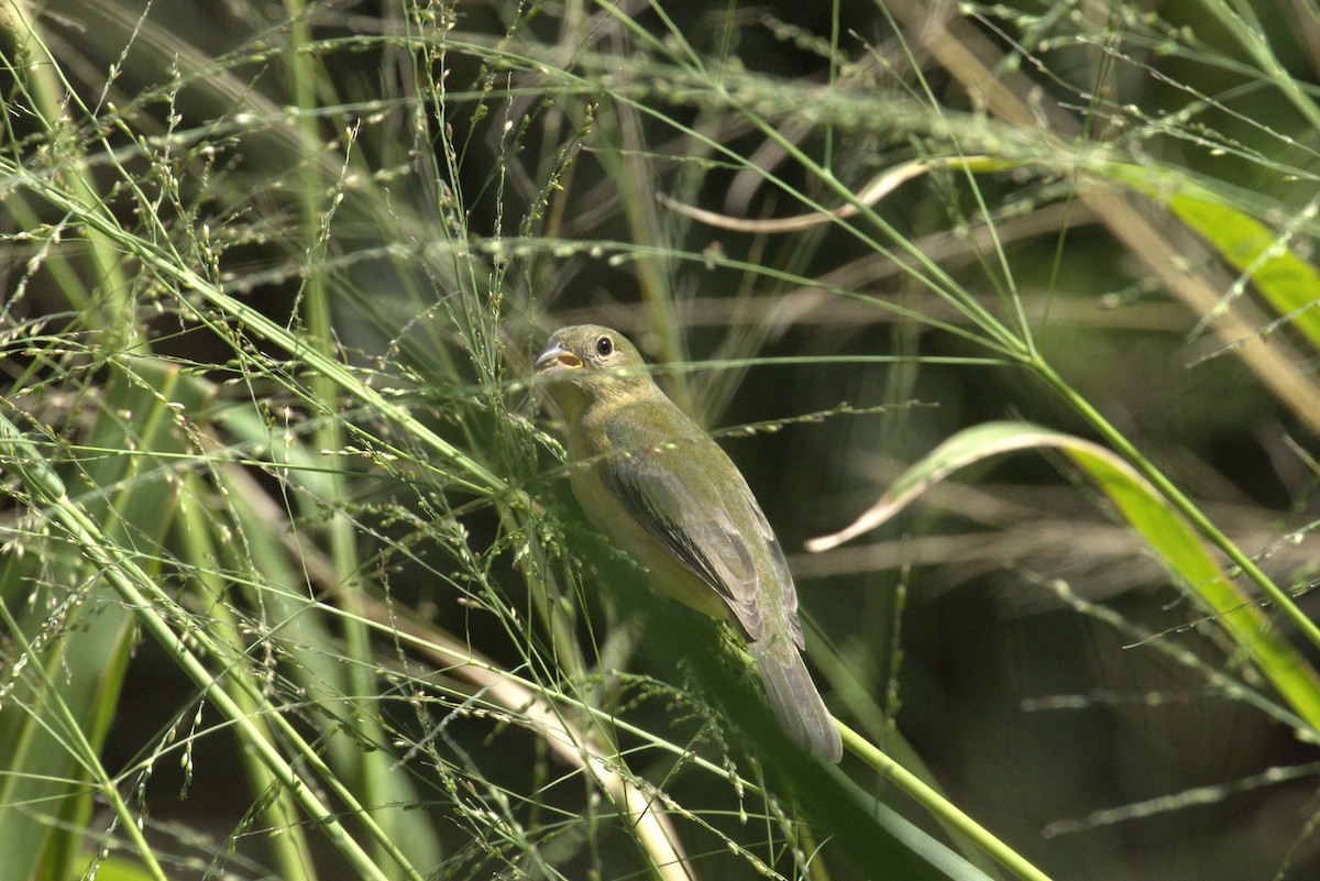 ゴシキノジコ - ML643617542