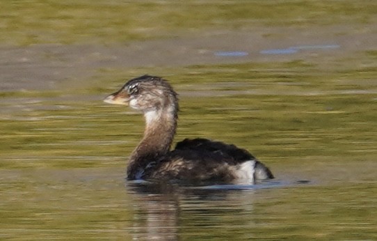 Pied-billed Grebe - ML643617549