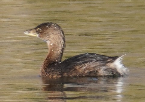 Pied-billed Grebe - ML643617550