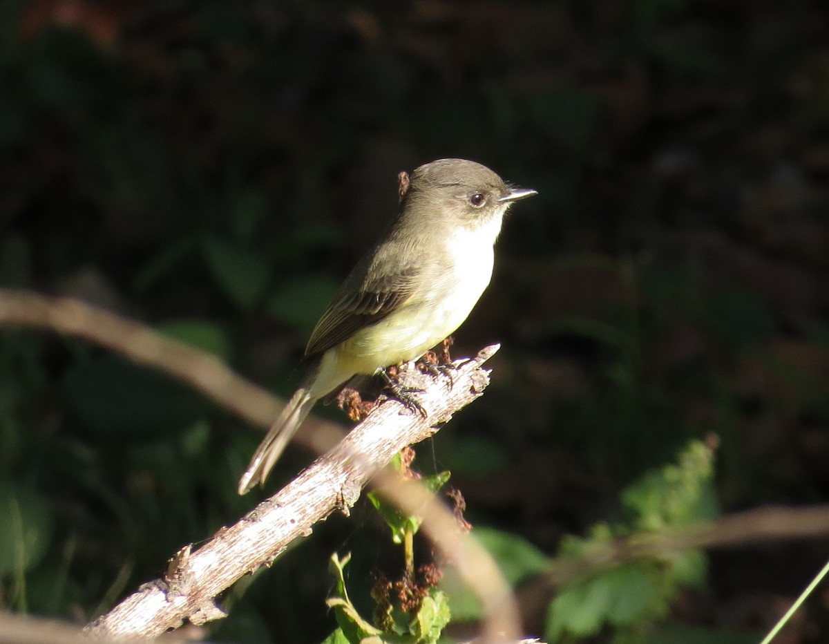 Eastern Phoebe - ML643617551