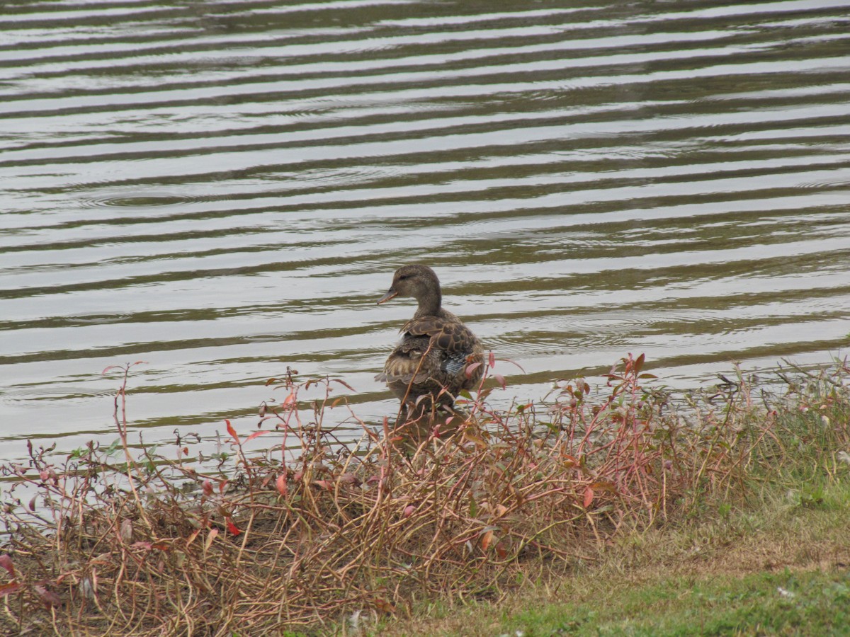 Mallard - ML643617552