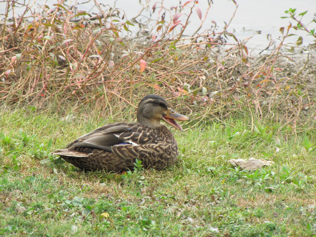 Mallard - ML643617557