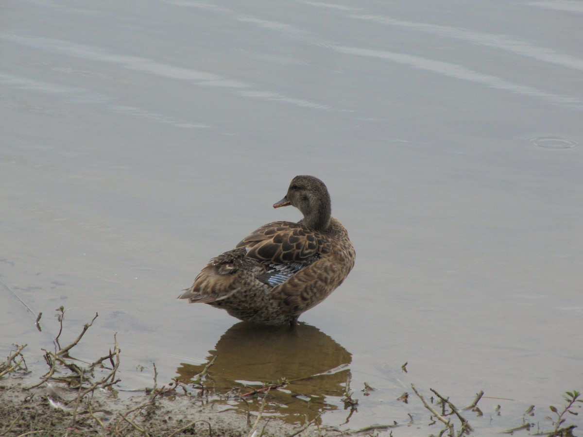 Mallard - ML643617558