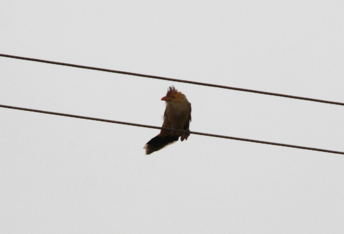 Guira Cuckoo - ML643617560