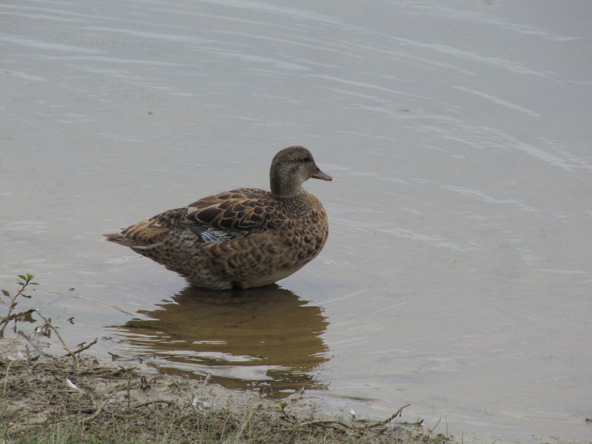 Mallard - ML643617562