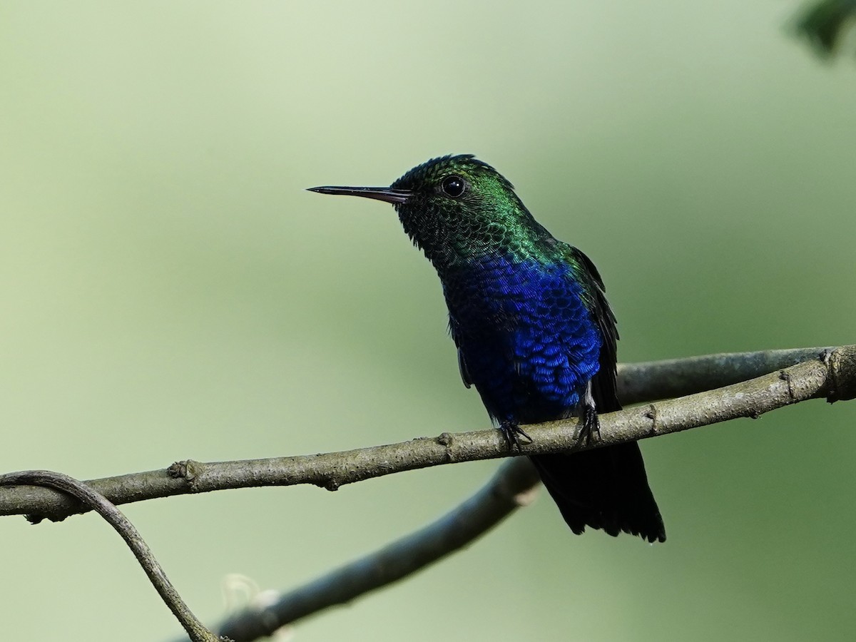 Violet-bellied Hummingbird - ML643617582
