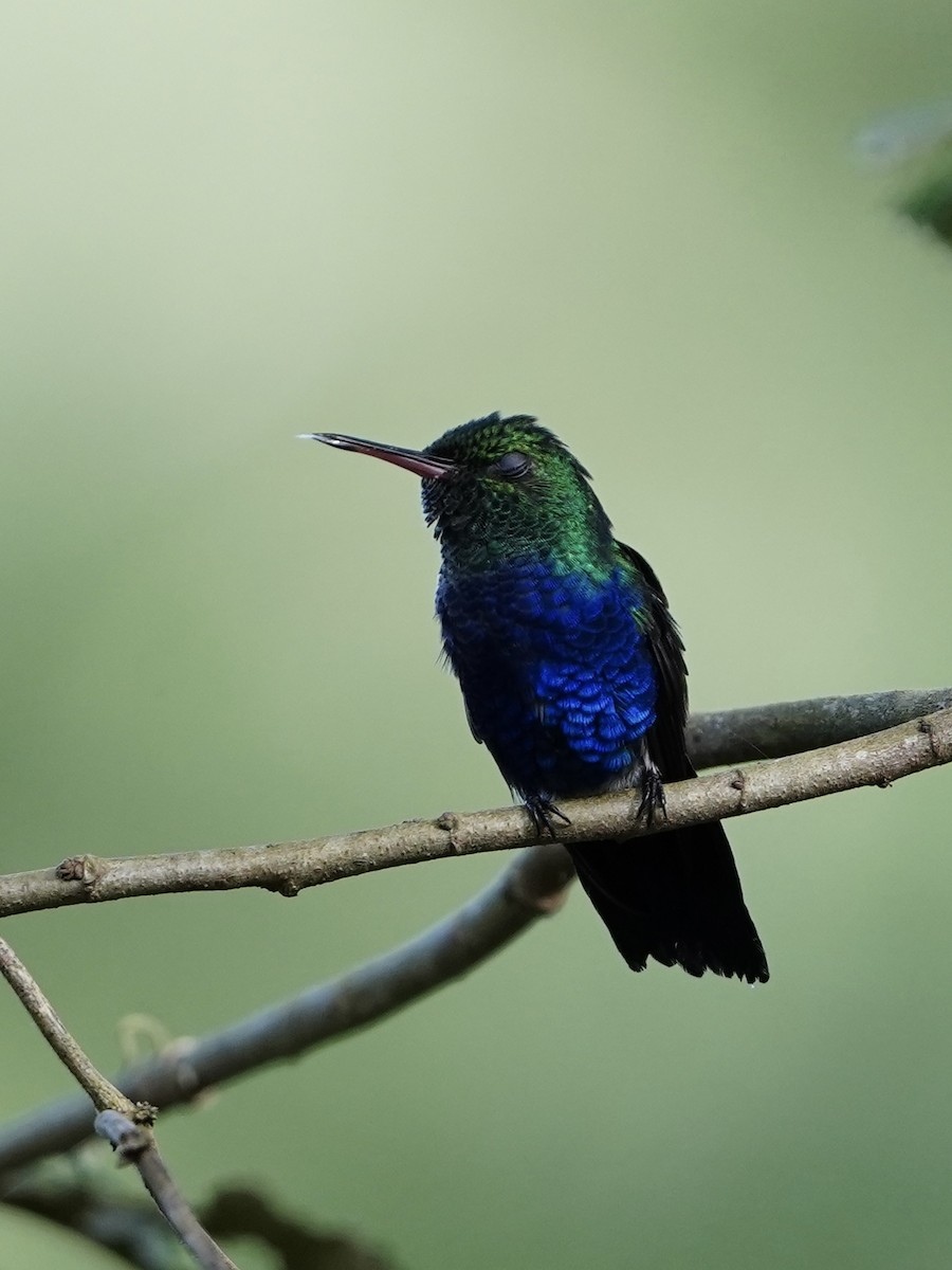 Violet-bellied Hummingbird - ML643617583