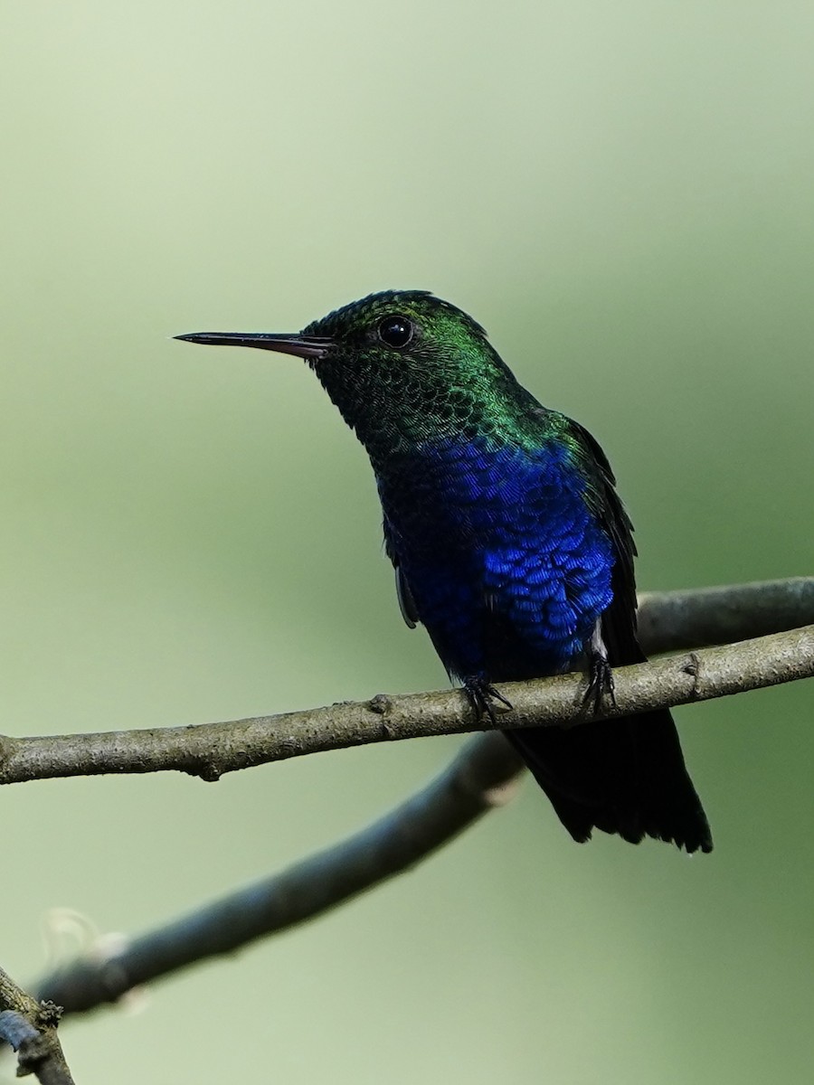 Violet-bellied Hummingbird - ML643617584