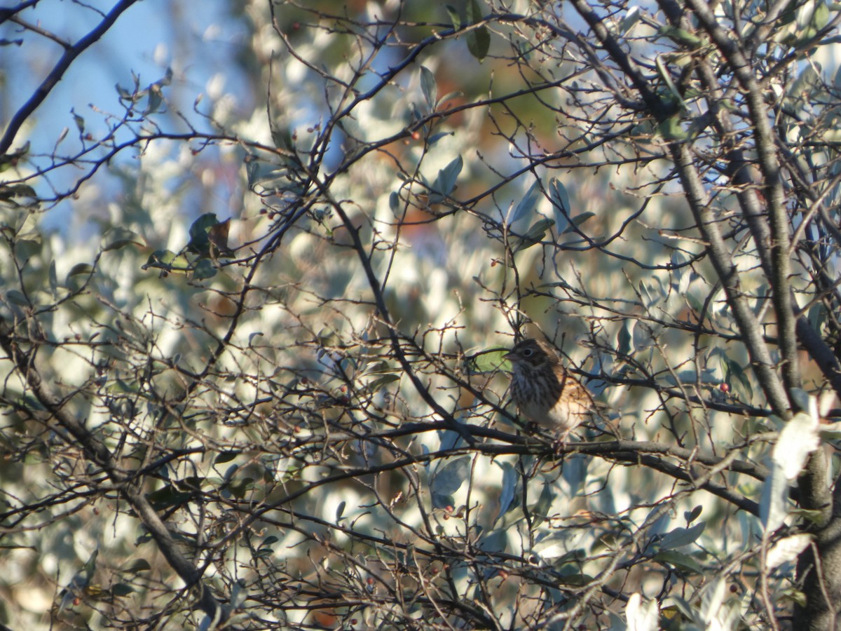 Vesper Sparrow - ML643617588