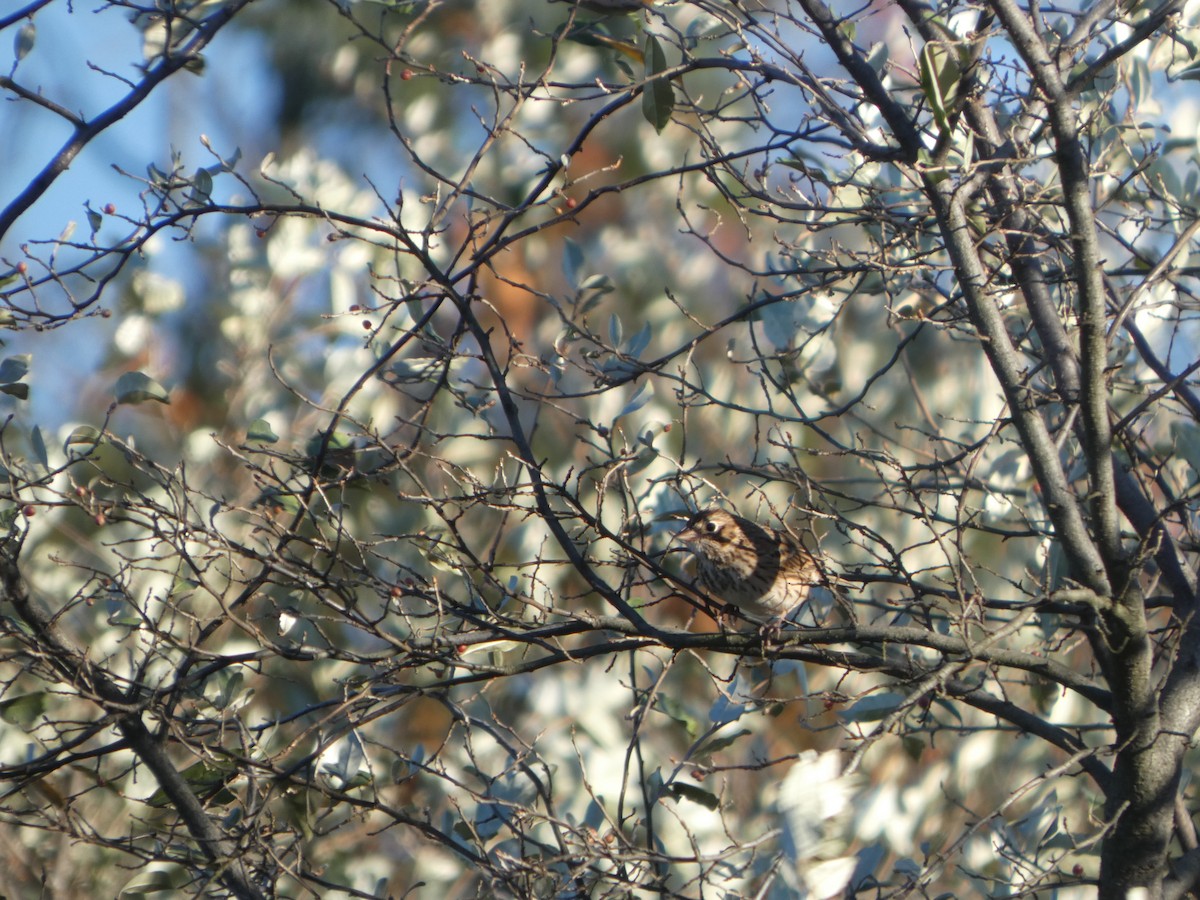 Vesper Sparrow - ML643617589