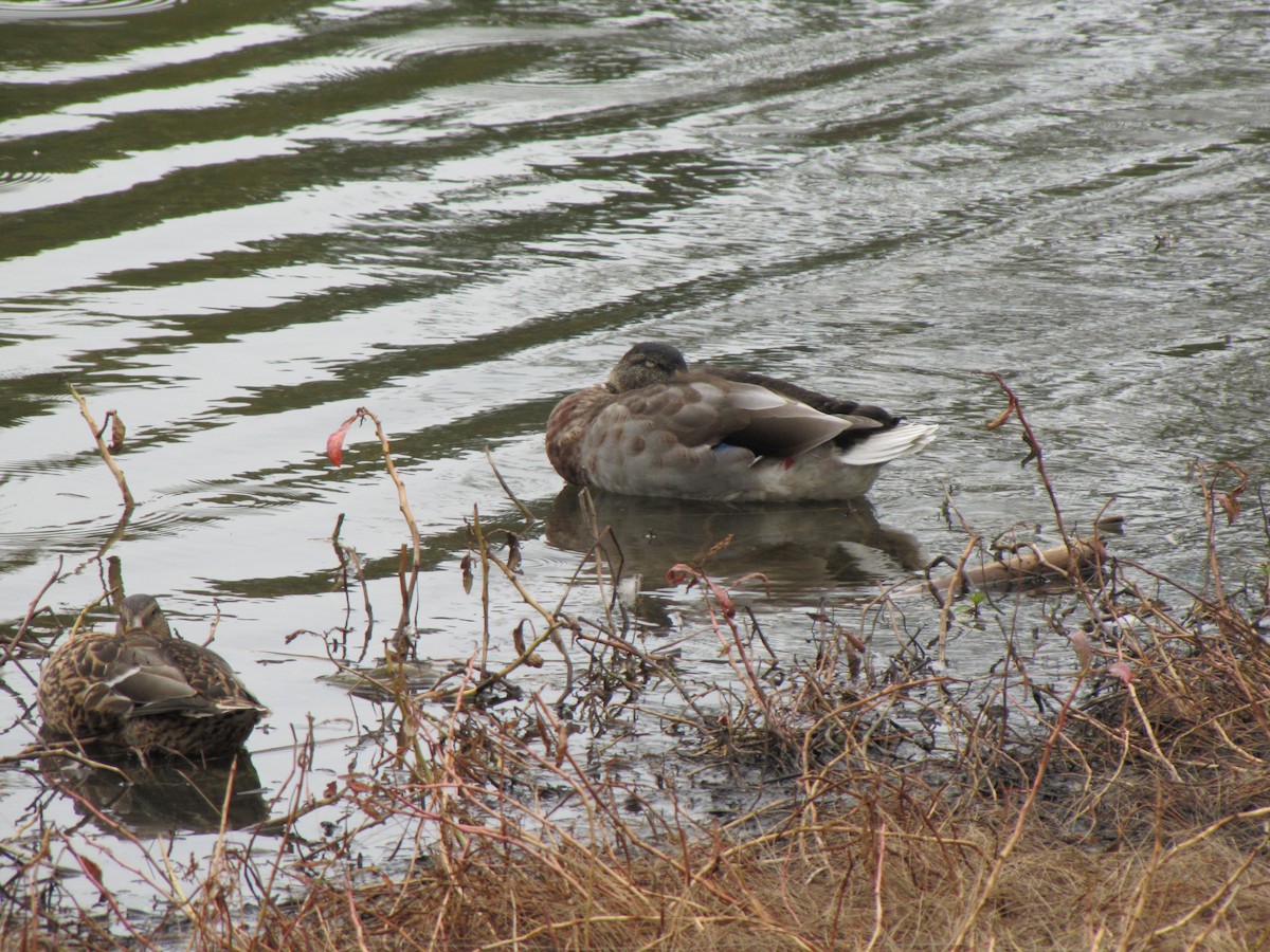 Mallard - ML643617590