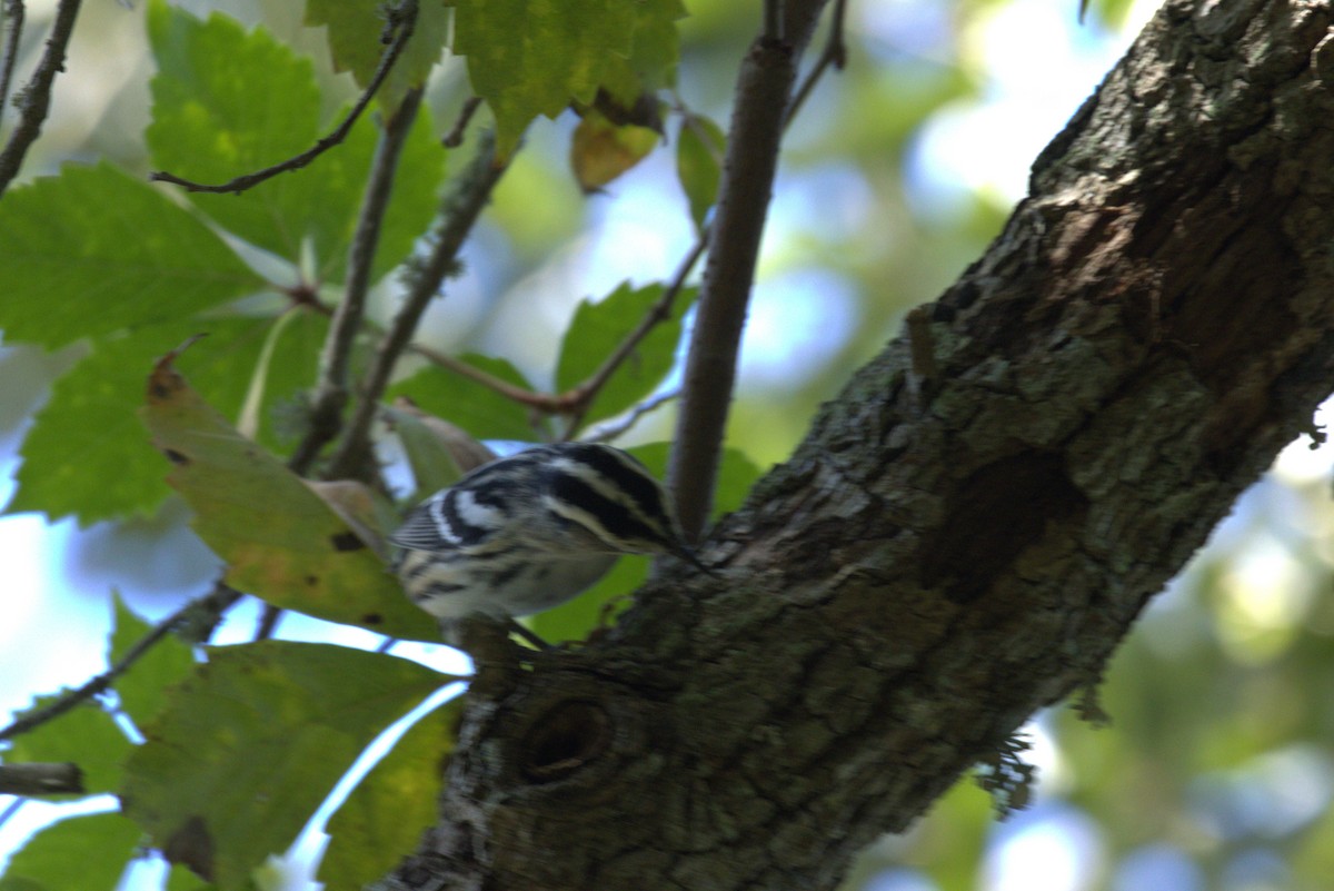 シロクロアメリカムシクイ - ML643617591