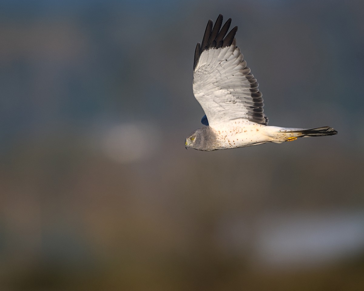 Northern Harrier - ML643617594