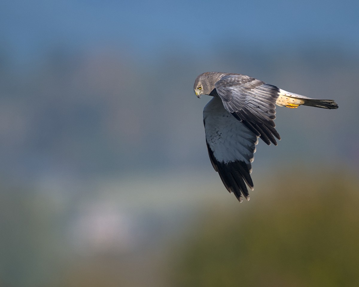 Northern Harrier - ML643617595