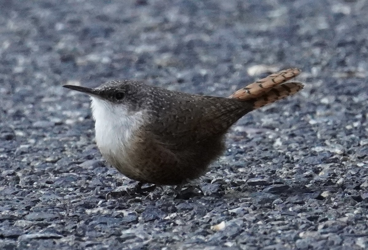 Canyon Wren - ML643617609