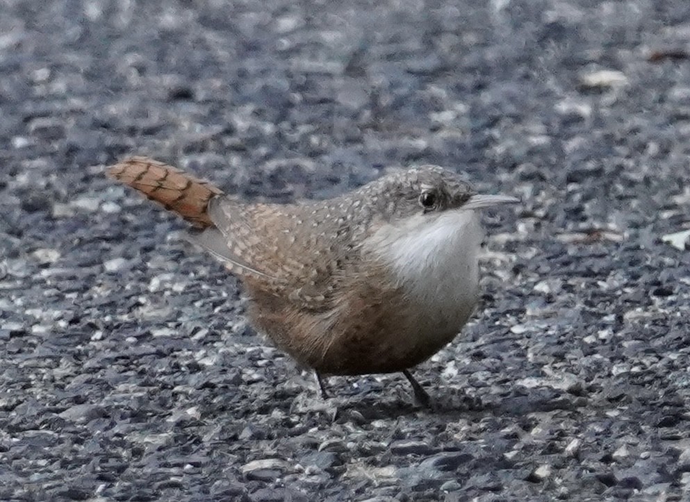Canyon Wren - ML643617610