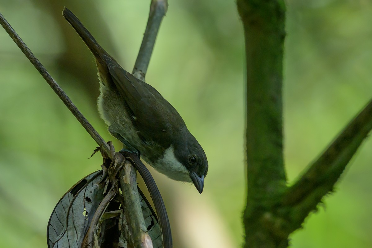 Puerto Rican Tanager - ML643617628