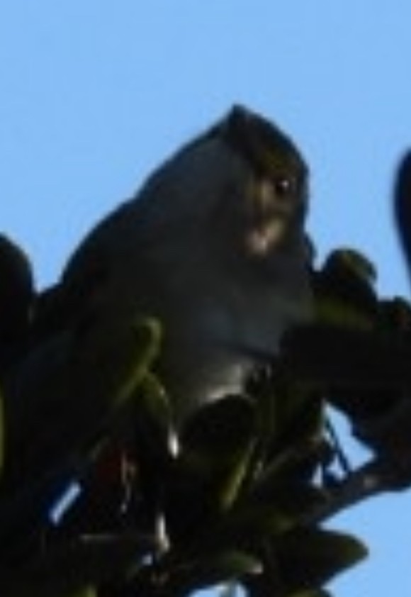 vireo sp. - ML643617632