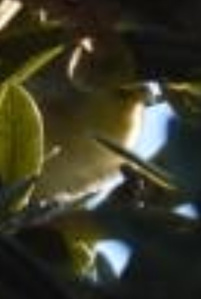 vireo sp. - ML643617633