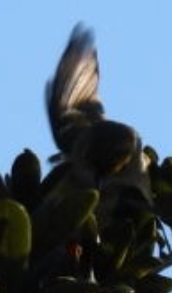 vireo sp. - ML643617634