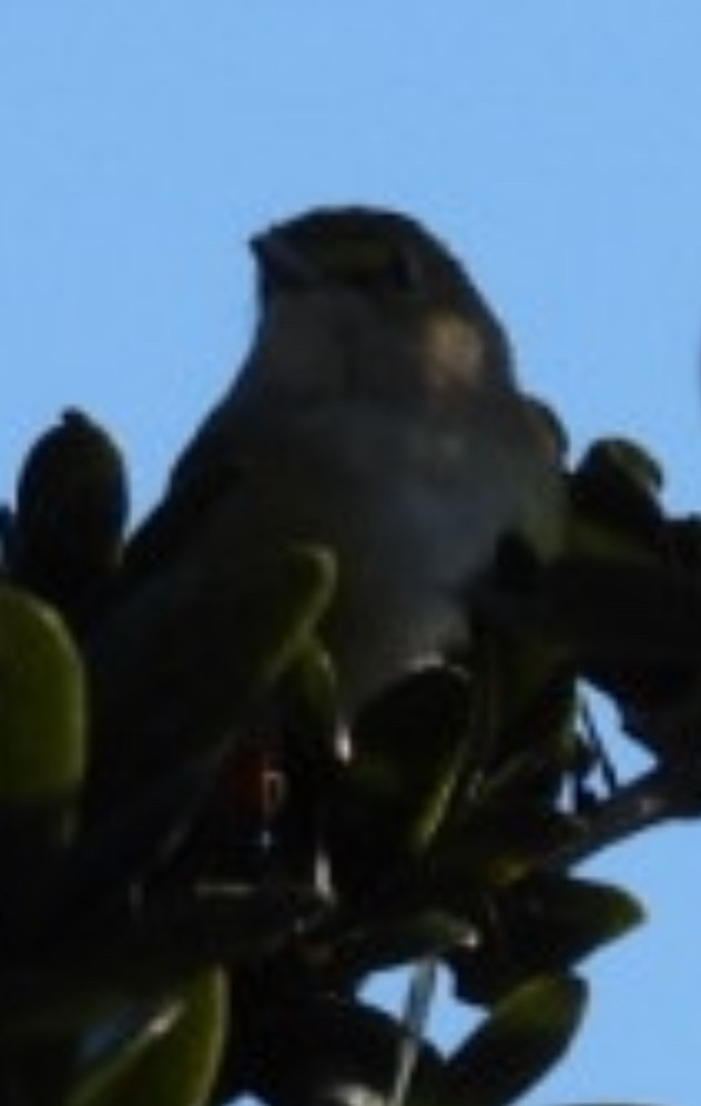 vireo sp. - ML643617635